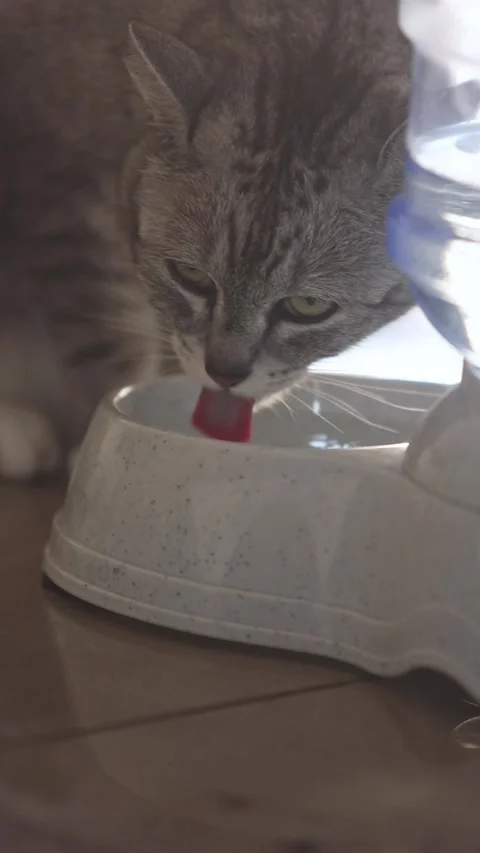 A close-up image of a domestic cat drinking water from a stone bowl at home, Vidéo 330376502