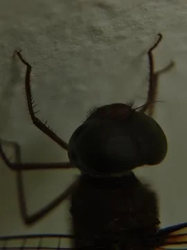 Close up image of a dragonfly, top view photo 库存照片