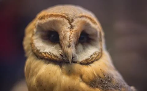Close image of a dutch feathered bird Stock Photos