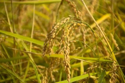 Close-up image of an ear of rice, with more rice and stems in the slightly .. Stock Photos