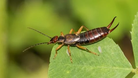 Close-up image of an earwig on a green leaf, highlighting its unique physic.. 스톡 사진