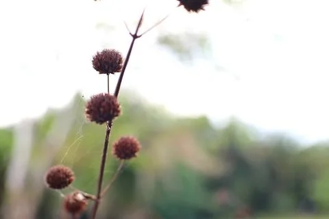 This close-up image features a brown stem with small, round seed heads. A del Stock Photos