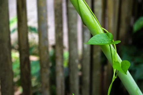 A close-up image features a vibrant green vine with heart-shaped leaves climb Stock Photos