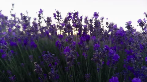 Close-up image of a field full of lavender flowers. Field of backlit purple Stock Footage 278406812