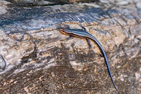 Close up image of a  five lined skink  (Plestiodon fasciatus) Stock Photos
