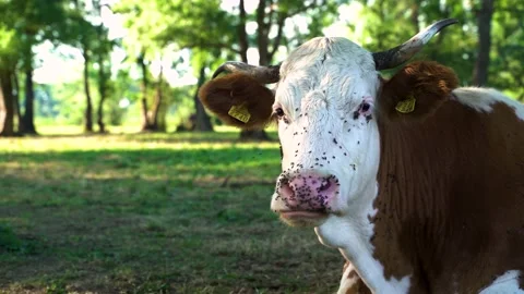 Close up image of flies bothering cow at natural park, Croatia. Video stock 139060643