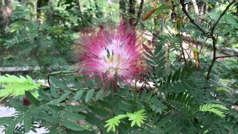 Close-up image of a flower in the forest Stock Footage 83775407