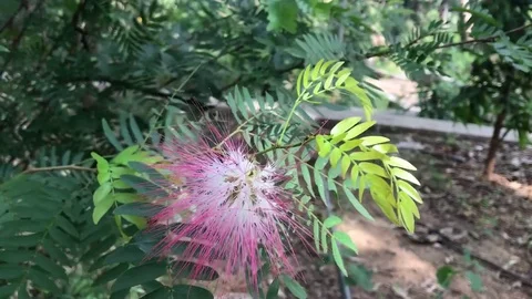 Close-up image of a flower in the forest Stock Footage 83778022