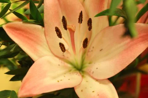 Close-up image of a flower Stock Photos