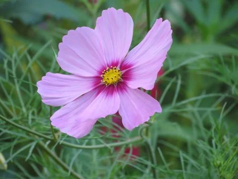 Close-up image of a flower Stock Photos