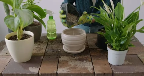 Close-Up Image Of Flowering Brick Table Replanting Flowers. Woman transplants Stock Footage 233264655