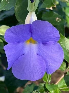 Close-up image of flowers in a garden 库存照片