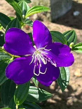 Close-up image of flowers in a garden 库存照片