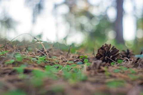 Close-up image of a forest floor with an emphasis on natural elements, featur 스톡 사진