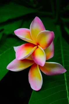Close-up image of  frangipani Stock Photos