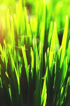 Close up image of frash spring grass in sun light. Stock Photos