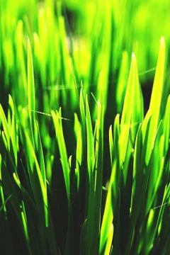 Close up image of frash spring grass in sun light. Stock Photos
