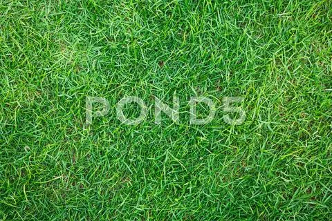Close-up image of fresh spring green grass Stock Photos