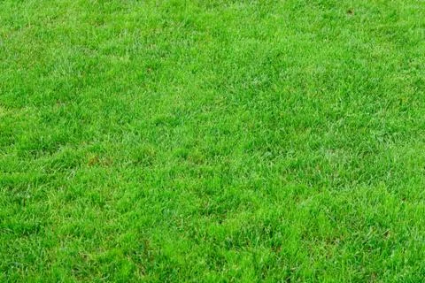 Close up image of fresh spring green grass Stock Photos