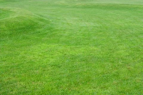 Close up image of fresh spring green grass Stock Photos