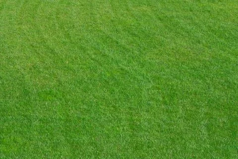 Close up image of fresh spring green grass Stock Photos