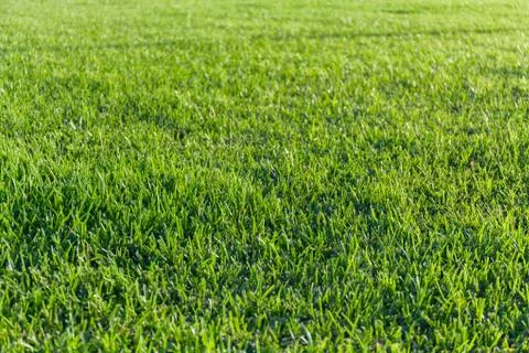Close-up image of fresh spring green grass background Stock Photos