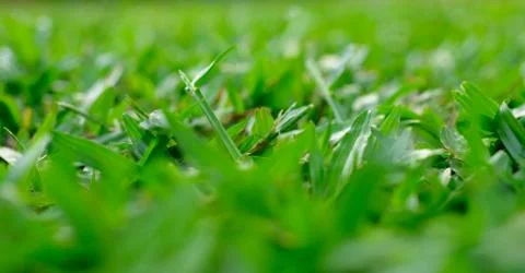 Close-up image of fresh spring green grass Stock Photos