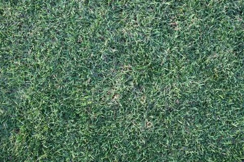 Close-up image of fresh spring green grass field Pattern Close-up image of... Stock Photos