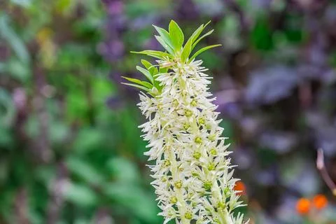 Close-up image of a fully bloomed delicate white flower with curled back peta Stock Photos