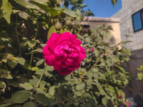 A close-up image of a fully bloomed rose flower on its branch. Red flower Stock Photos