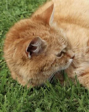 Close-up image of a ginger cat peacefully lying on fresh green grass Foto stock