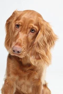 A close-up image of a golden Cocker Spaniel with a relaxed, Stock Photos