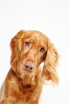 A close-up image of a golden Cocker Spaniel with a relaxed. Stock Photos