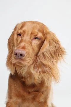 A close-up image of a golden Cocker Spaniel with a relaxed, serene expression. Foto stock