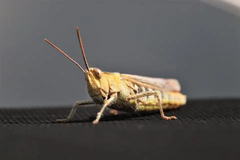 Close up image of a grasshopper Stock Photos