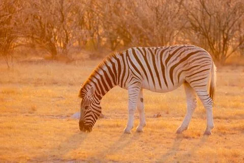 Close up image of a grazing zebra, Equus quagga, or Equus burchellii in war.. Foto stock