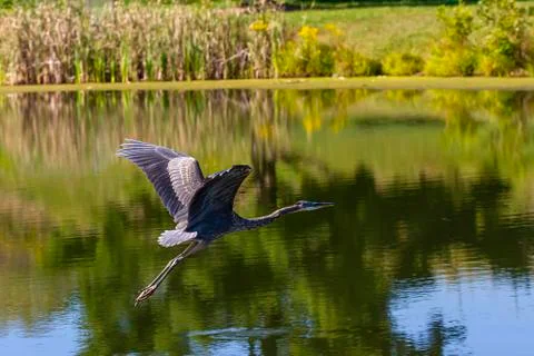 Close up image of a Great Blue heron (Ardea herodias) flying over a pond. Stock Photos