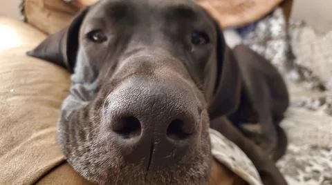 Close up image Great Dane Stock Photos