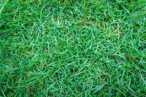Close-up image of green grass Stock Photos