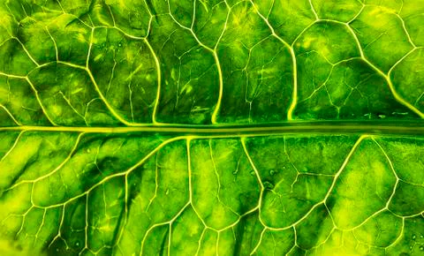 Close up image green leaf Stock Photos