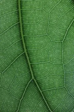 Close up image of green leaf texture or background Stock Photos