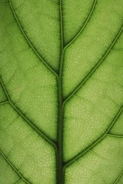 Close up image of green leaf texture or background Stock Photos