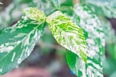 Close-up image of a green leaf with white vein patterns and intricate netwo.. Stock Photos