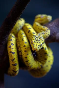 Close-up image of a green tree python resting on a branch, displaying its vib 스톡 사진
