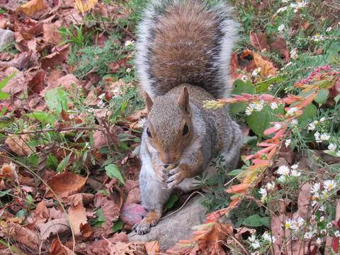 Close-up image of grey Squirrel beautiful fall background showing nature Stock Photos