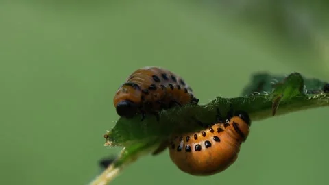 Close-up image of a group of hungry colorado potato beetle larvae, leptinotarsa Stock Footage 344569496