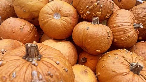 A close-up image of a group of ripe orange pumpkins with bumpy skin Stock Photos