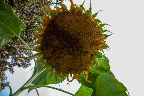 Close up image of a grown up sunflower which is facing down to the ground. Stock Photos