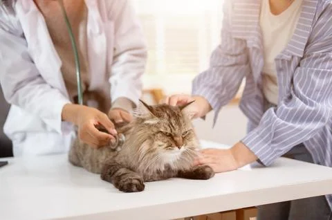 A close-up image of a grumpy fluffy cat on an examination table being inspe.. Stock Photos
