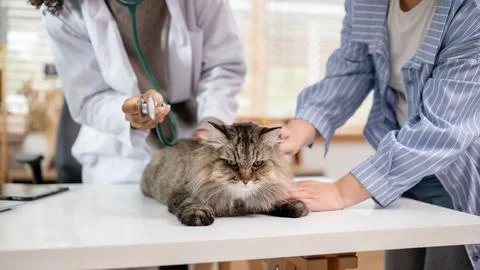 A close-up image of a grumpy fluffy cat on an examination table being inspe.. Stock Photos